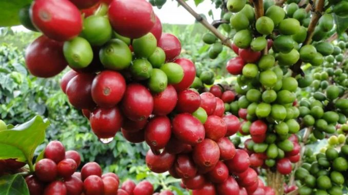 cafeteras