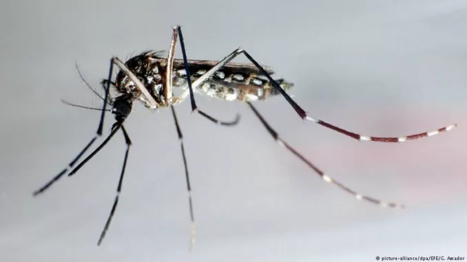 DENGUE